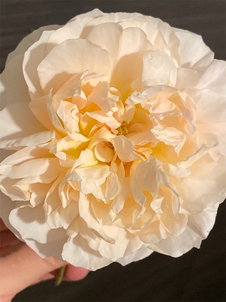 f:id:tef_rose:20191013133835j:image