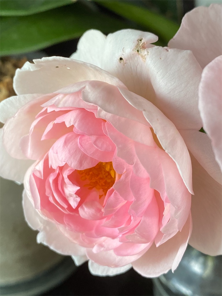 f:id:tef_rose:20191013134406j:image