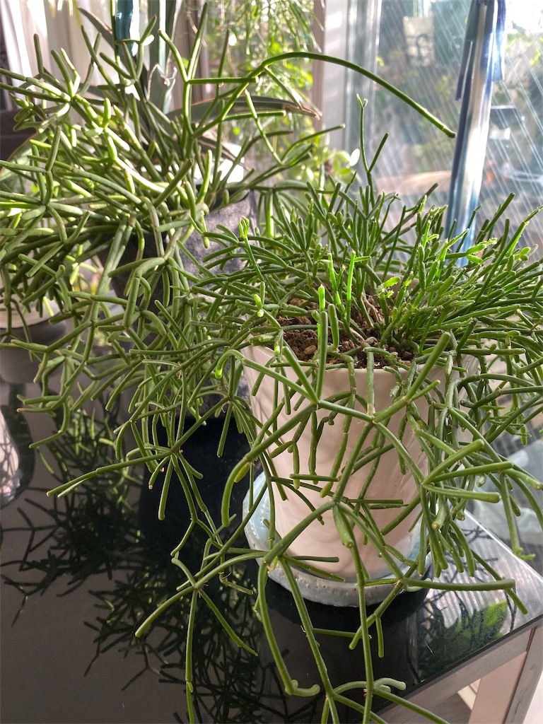 f:id:tef_rose:20191014024723j:image