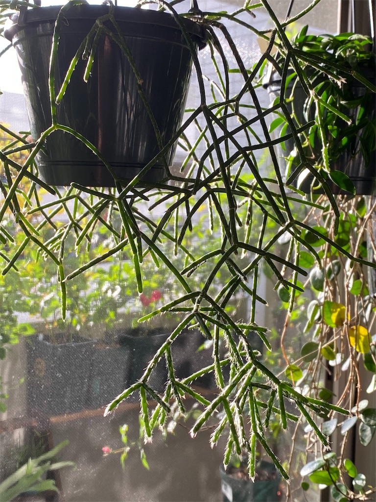 f:id:tef_rose:20191014024730j:image