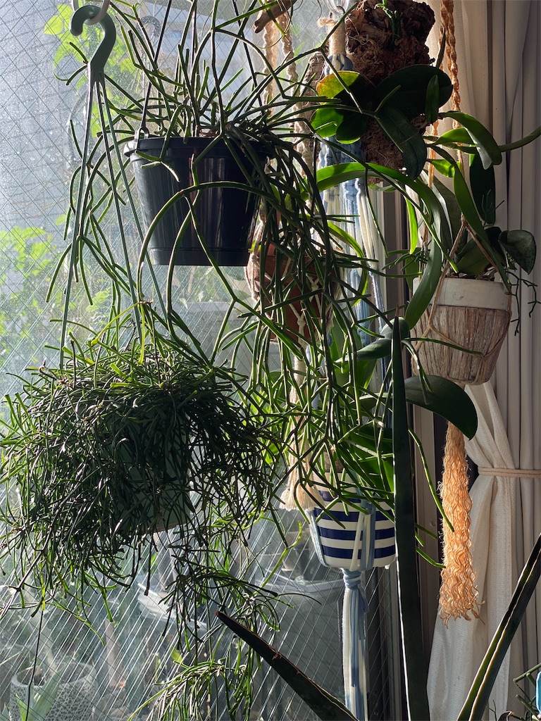 f:id:tef_rose:20191014024733j:image