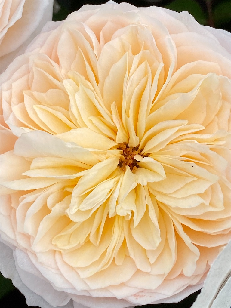 f:id:tef_rose:20191020191943j:image