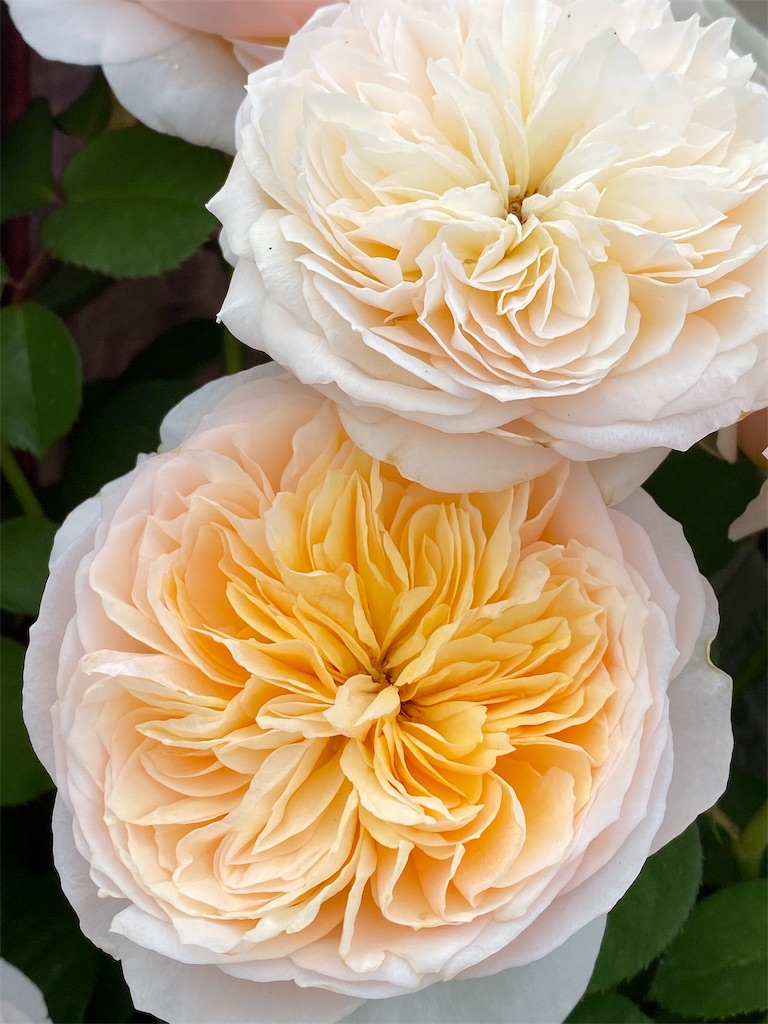f:id:tef_rose:20191020191946j:image