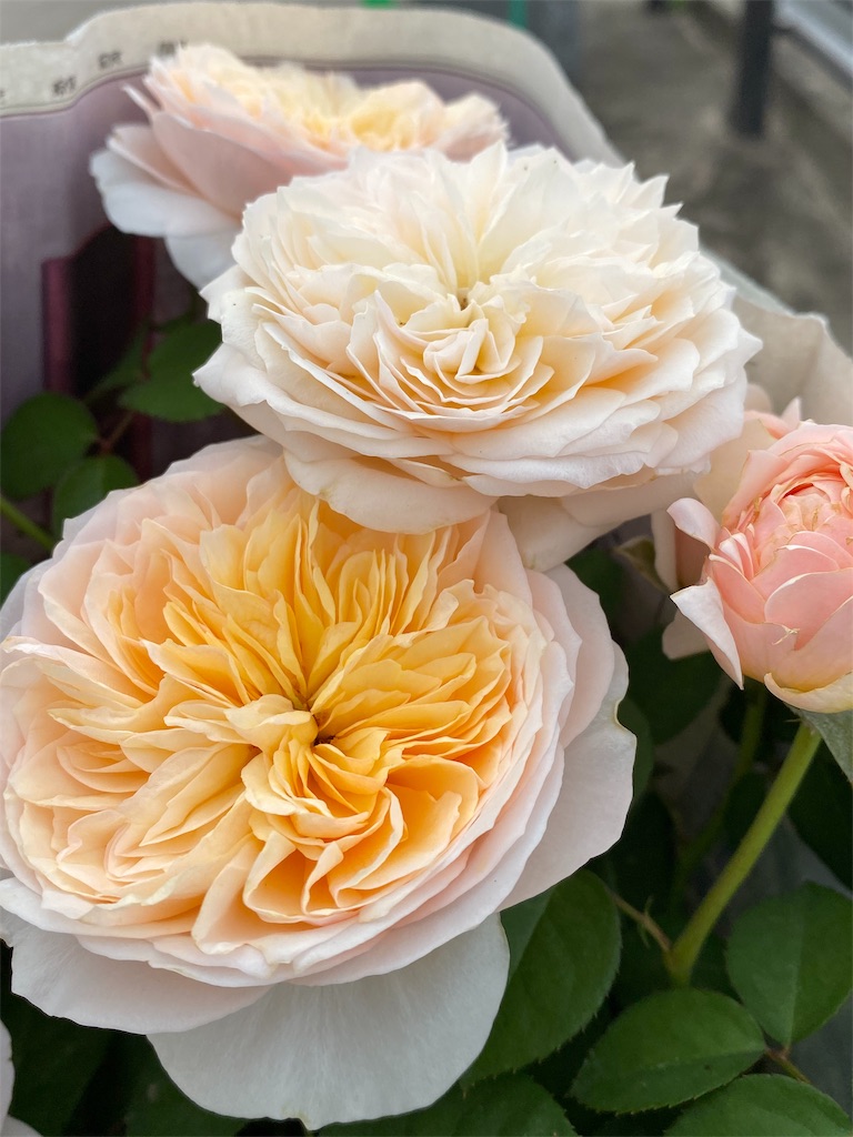 f:id:tef_rose:20191020191953j:image