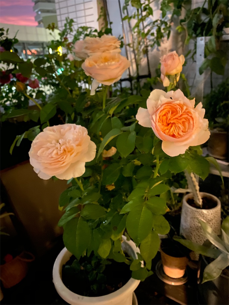 f:id:tef_rose:20191020192003j:image