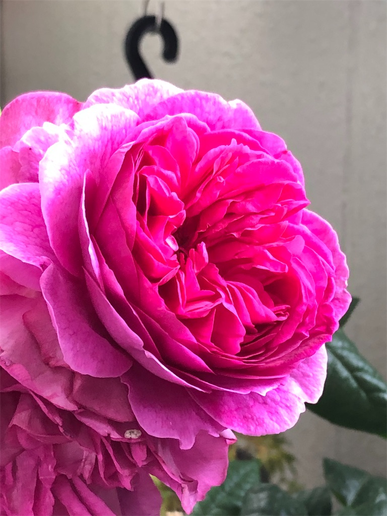 f:id:tef_rose:20191027014938j:image