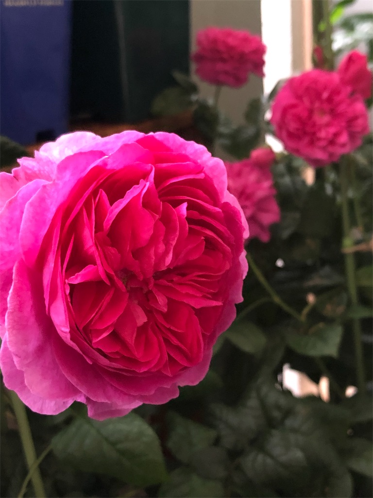 f:id:tef_rose:20191027014942j:image