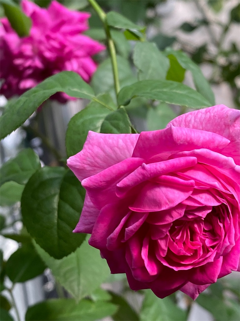 f:id:tef_rose:20191027015023j:image