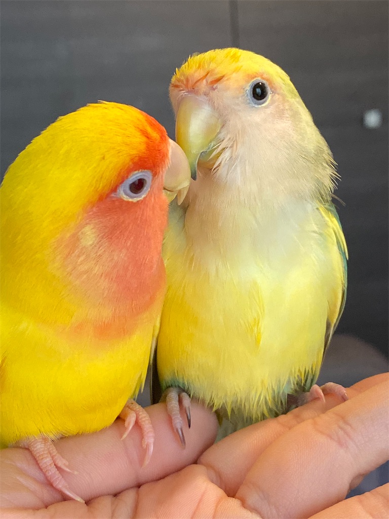 f:id:tef_rose:20191027195807j:image