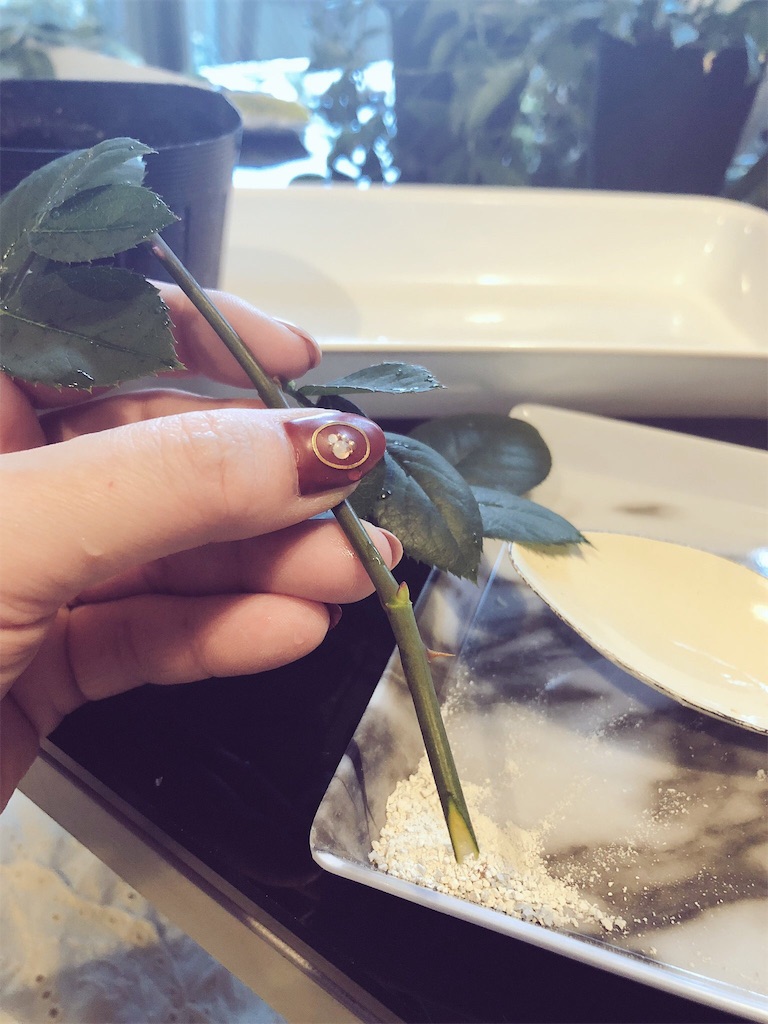 f:id:tef_rose:20191027202309j:image