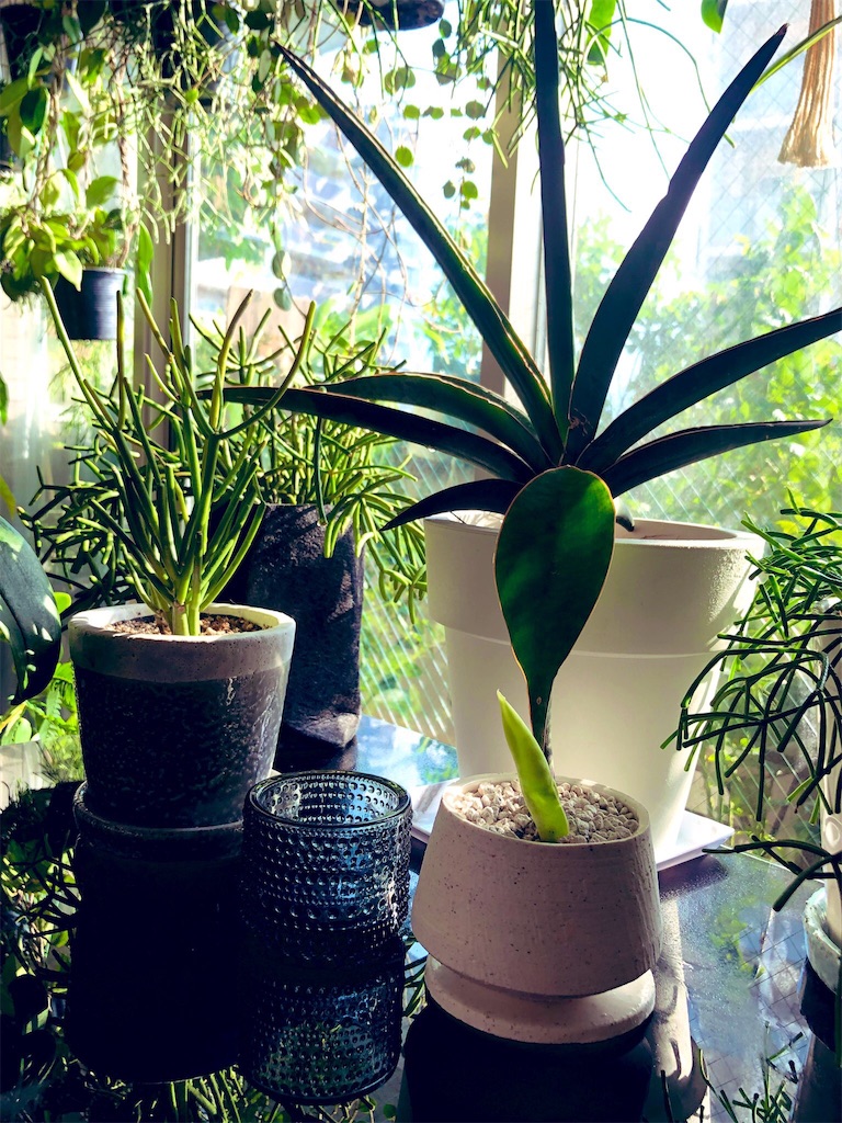 f:id:tef_rose:20191031021723j:image