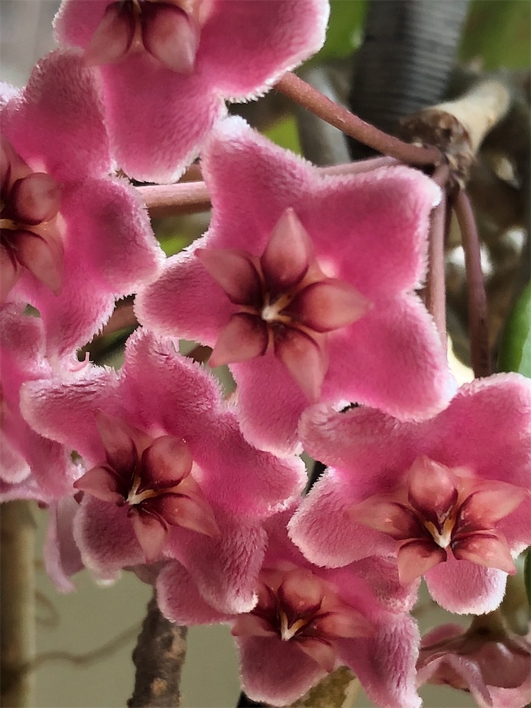 f:id:tef_rose:20191102224312j:image