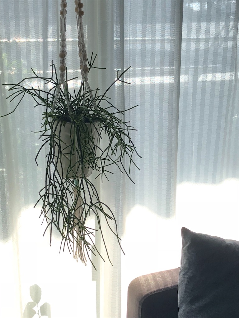 f:id:tef_rose:20191102225615j:image