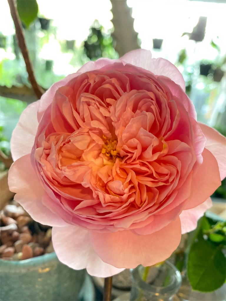 f:id:tef_rose:20191113162806j:image f:id:tef_rose:20191113162806j:image