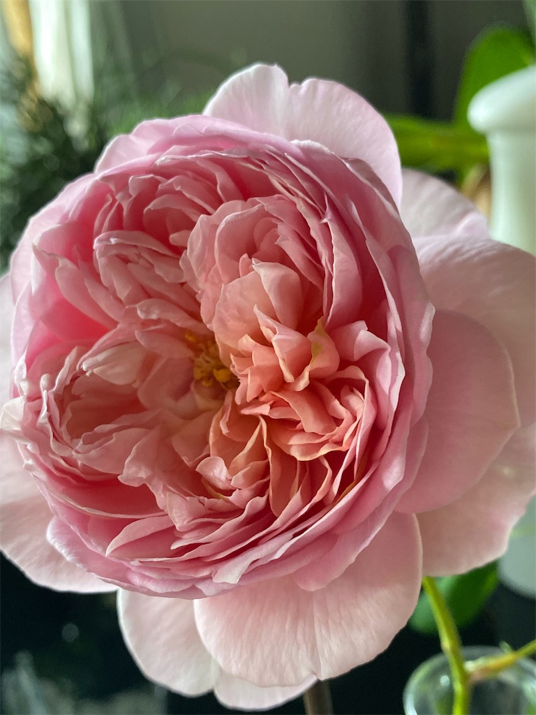 f:id:tef_rose:20191113162809j:image f:id:tef_rose:20191113162809j:image