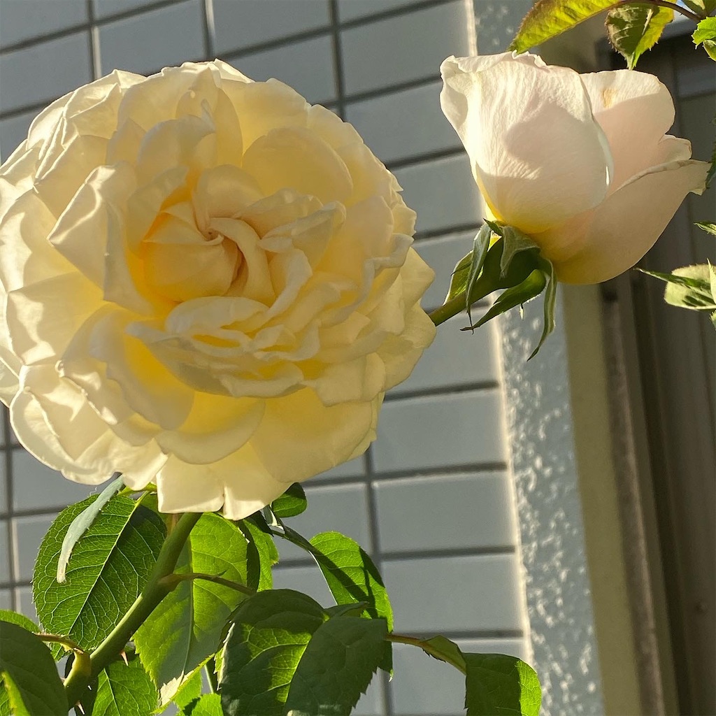 f:id:tef_rose:20191113162812j:image f:id:tef_rose:20191113162812j:image