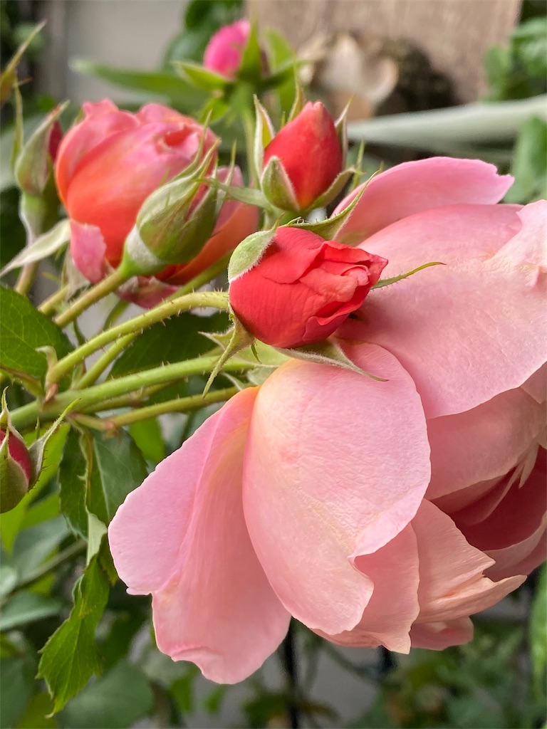 f:id:tef_rose:20191113162818j:image f:id:tef_rose:20191113162818j:image