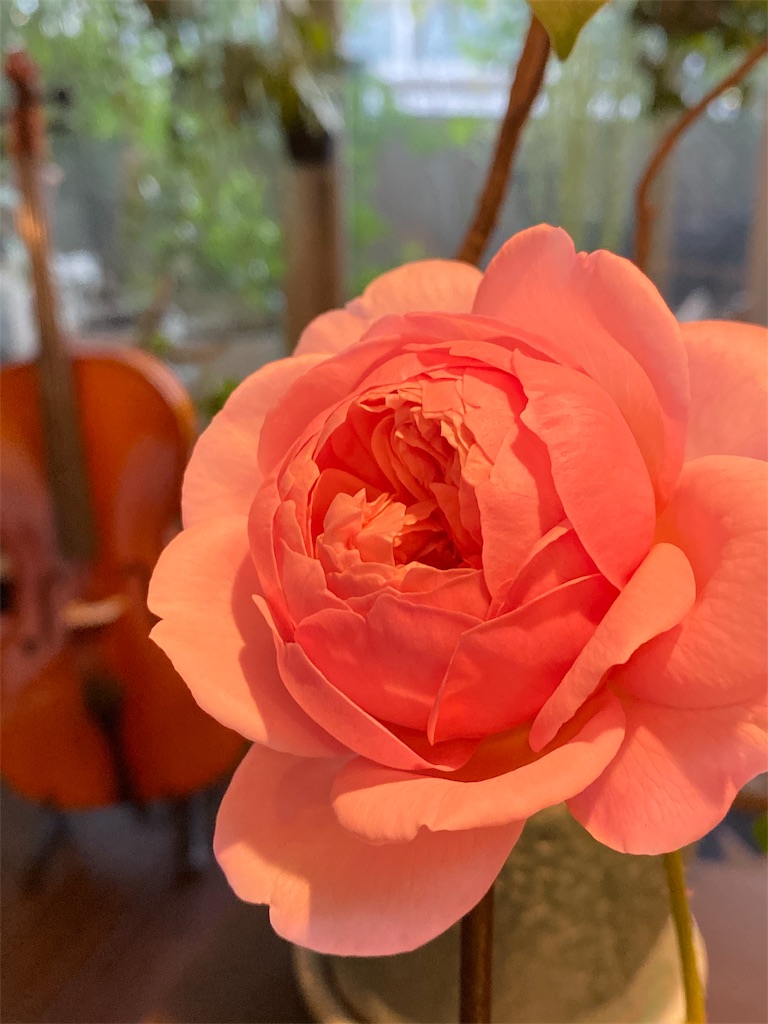 f:id:tef_rose:20191113162835j:image f:id:tef_rose:20191113162835j:image