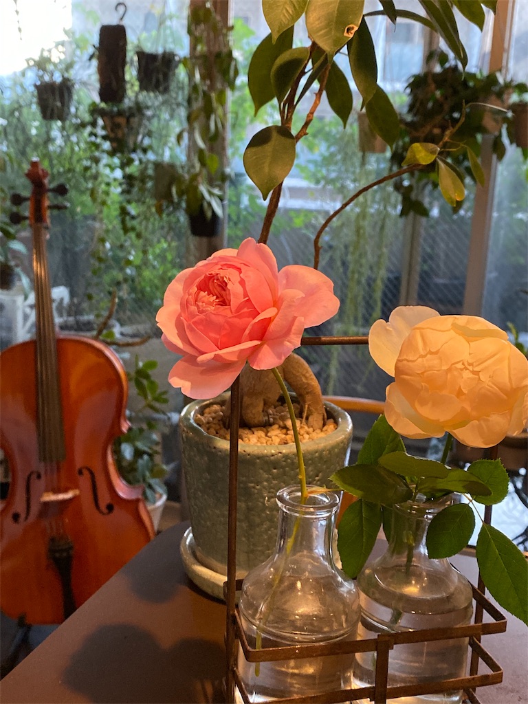 f:id:tef_rose:20191113162839j:image f:id:tef_rose:20191113162839j:image