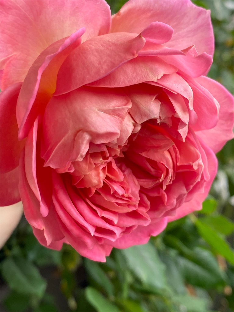 f:id:tef_rose:20191113162858j:image f:id:tef_rose:20191113162858j:image