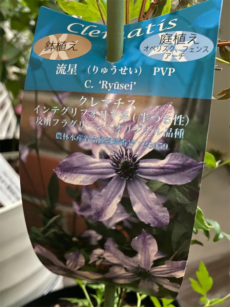 f:id:tef_rose:20191113163852j:image f:id:tef_rose:20191113163852j:image