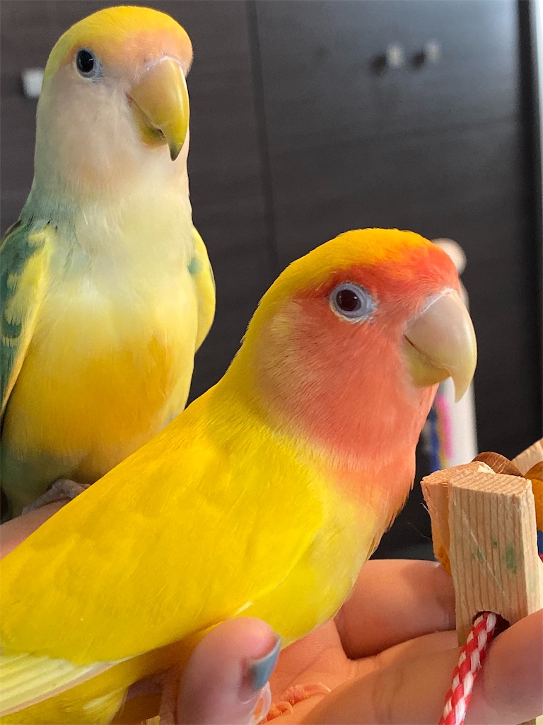 f:id:tef_rose:20191113173720j:image f:id:tef_rose:20191113173720j:image