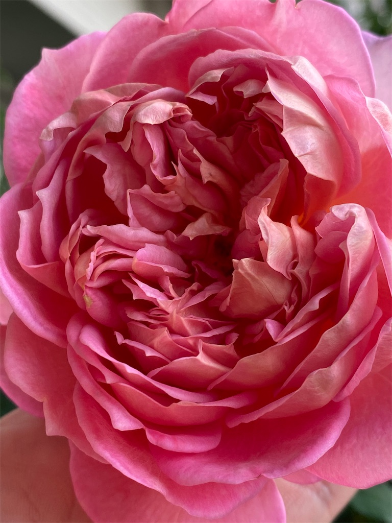 f:id:tef_rose:20191116171050j:image