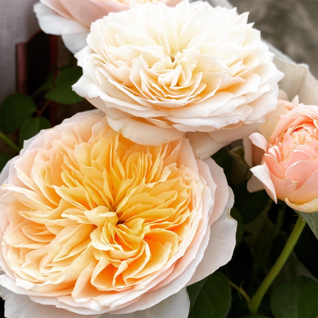 f:id:tef_rose:20191116172413j:image