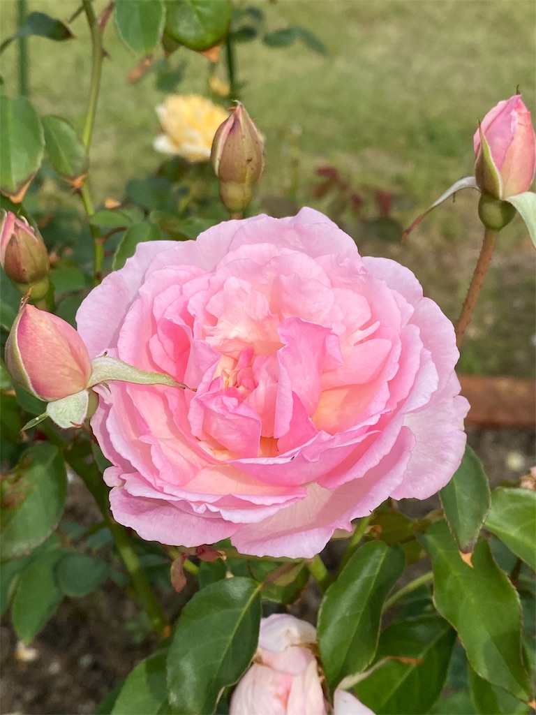 f:id:tef_rose:20191116174646j:image
