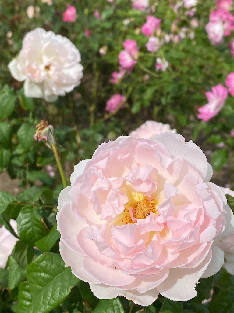 f:id:tef_rose:20191116174649j:image