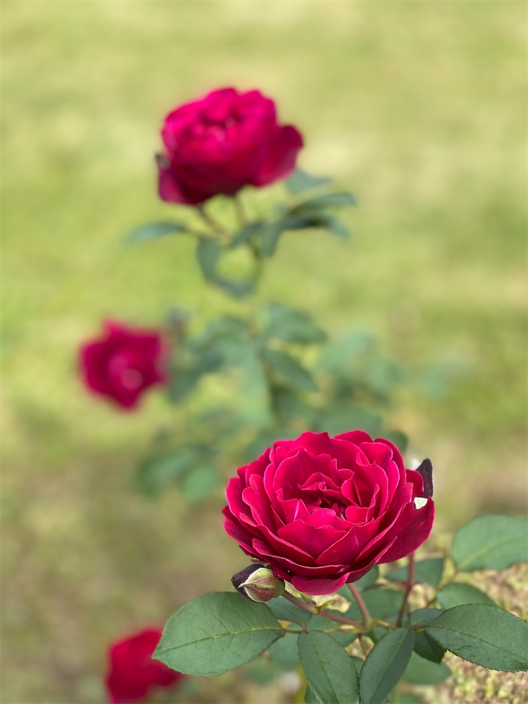 f:id:tef_rose:20191116174710j:image