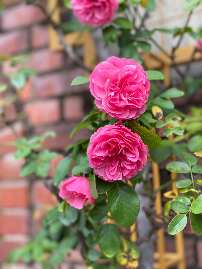 f:id:tef_rose:20191116174713j:image