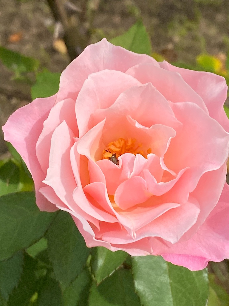 f:id:tef_rose:20191116175320j:image