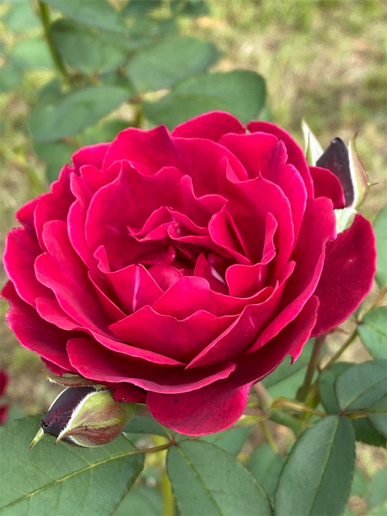 f:id:tef_rose:20191116175323j:image