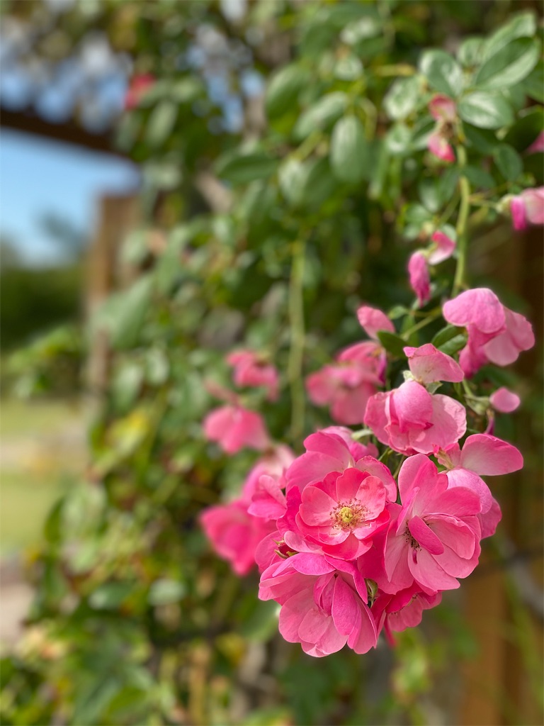 f:id:tef_rose:20191116175327j:image