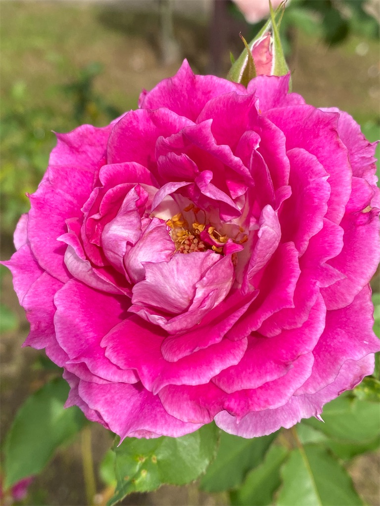 f:id:tef_rose:20191116175331j:image