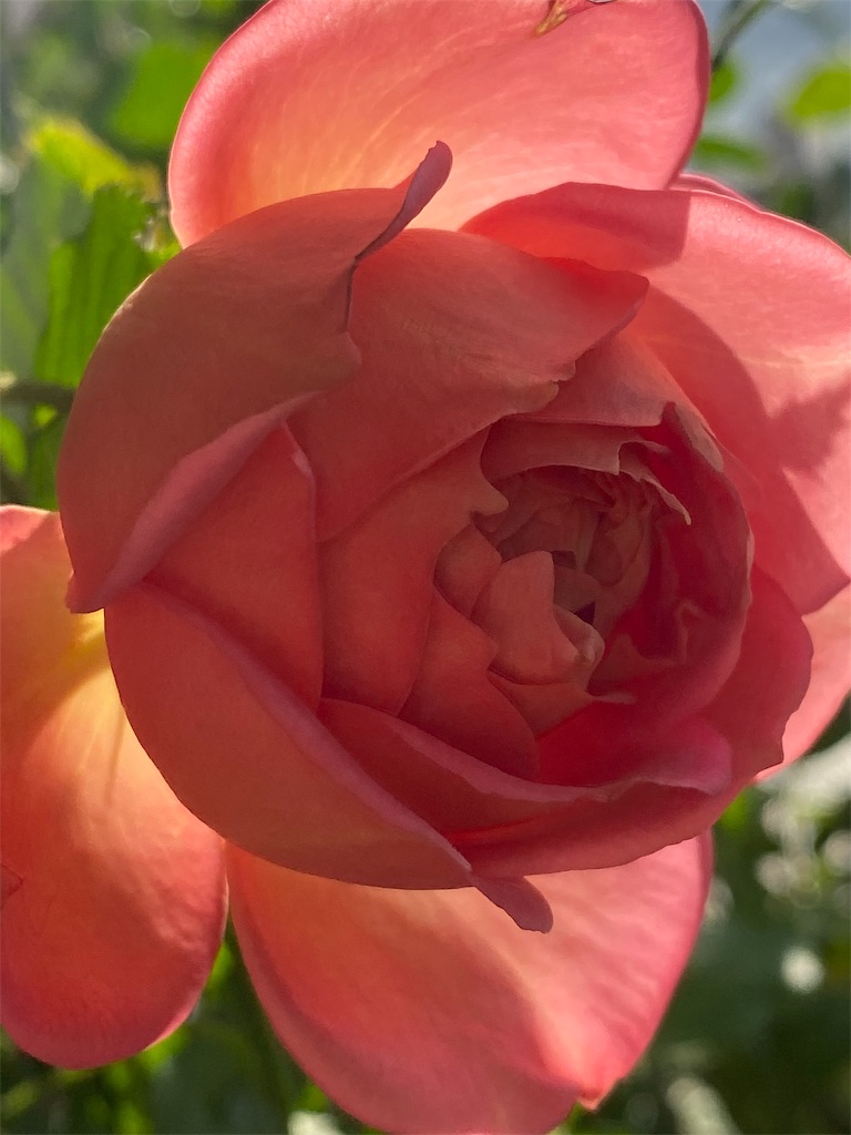 f:id:tef_rose:20191119134006j:image