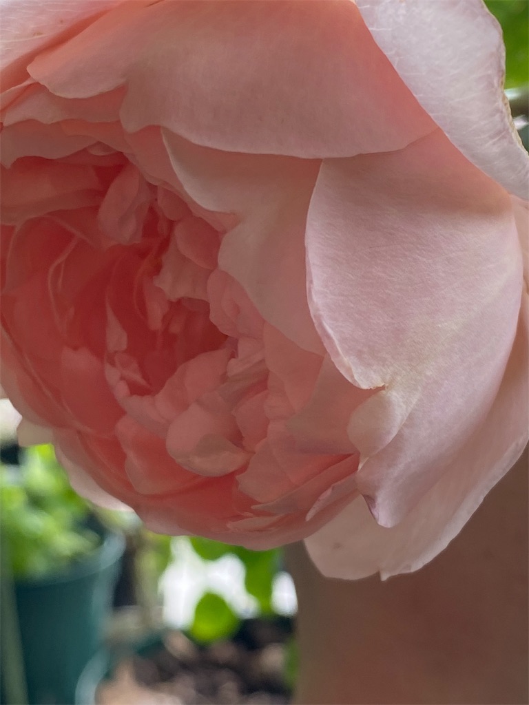 f:id:tef_rose:20191119134015j:image