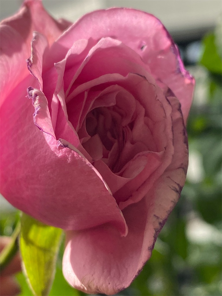 f:id:tef_rose:20191119134019j:image