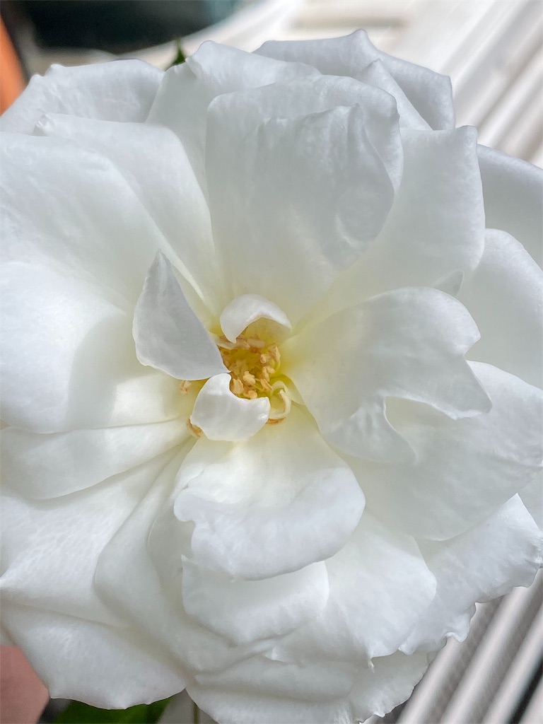 f:id:tef_rose:20191119134022j:image