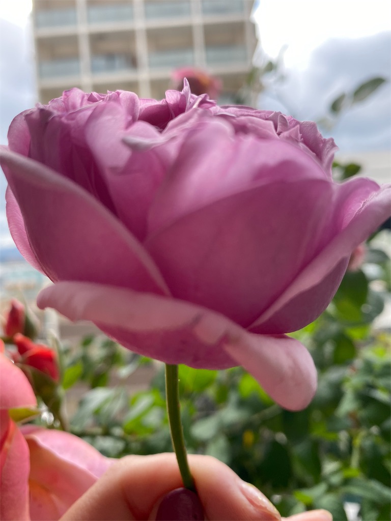f:id:tef_rose:20191119135657j:image