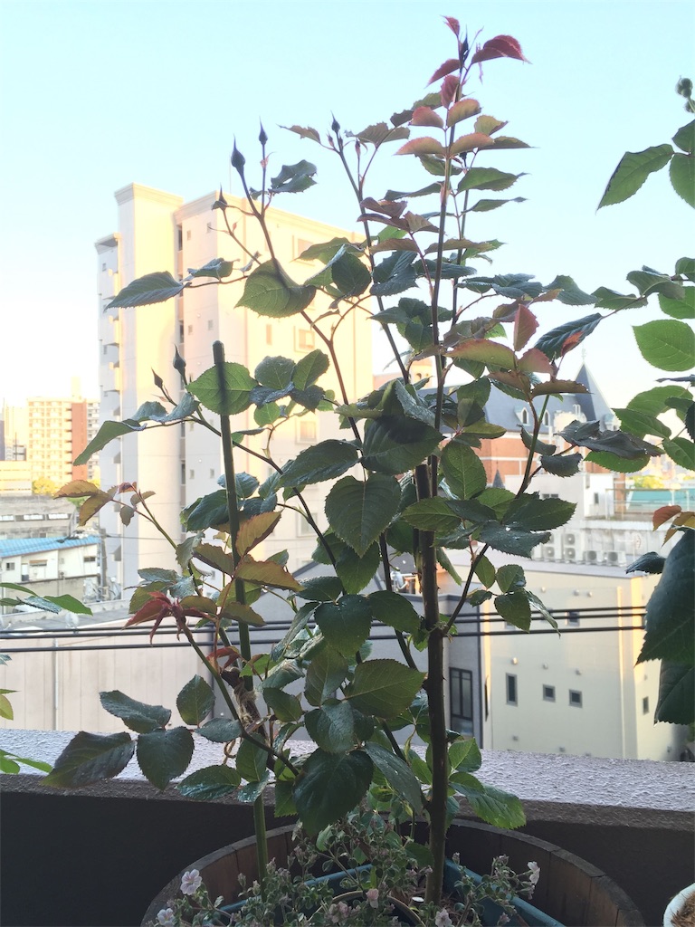 f:id:tef_rose:20191123074640j:image