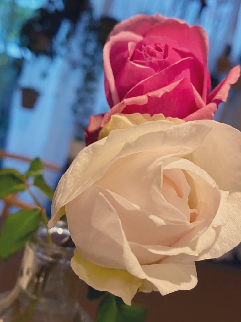 f:id:tef_rose:20200110033859j:image