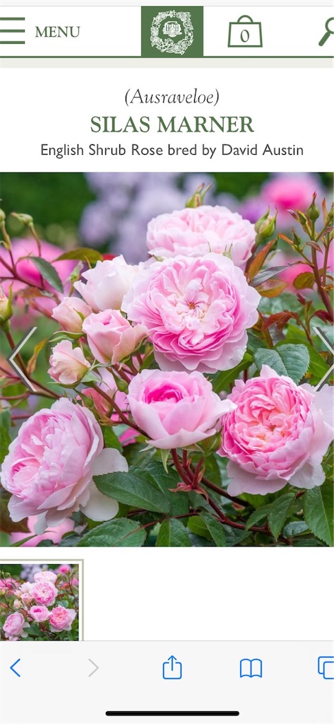 f:id:tef_rose:20200117174057j:image
