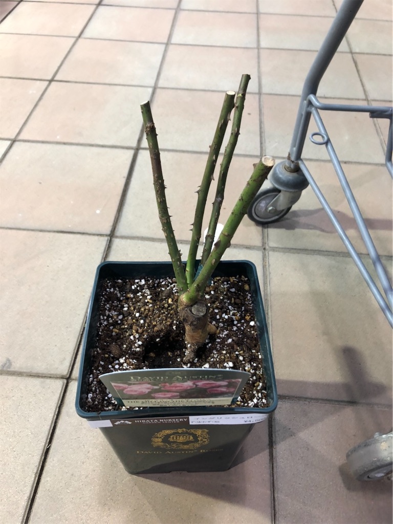 f:id:tef_rose:20200126183431j:image f:id:tef_rose:20200126183431j:image