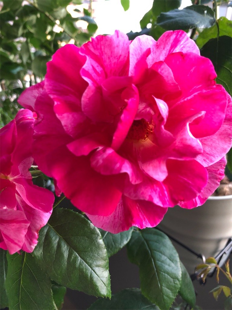 f:id:tef_rose:20200130042255j:image