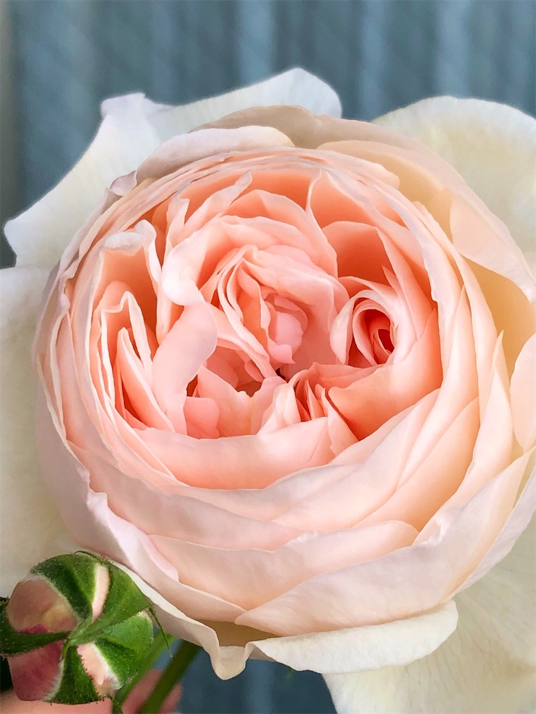 f:id:tef_rose:20200131030821j:image