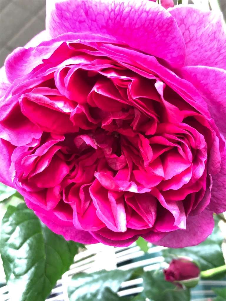 f:id:tef_rose:20200131031934j:image