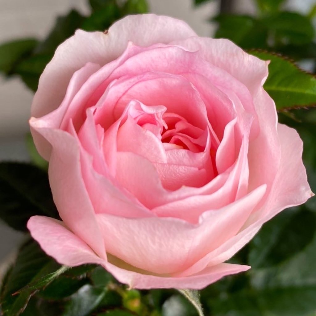 f:id:tef_rose:20200203033218j:image
