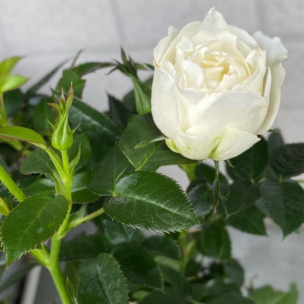 f:id:tef_rose:20200203033227j:image